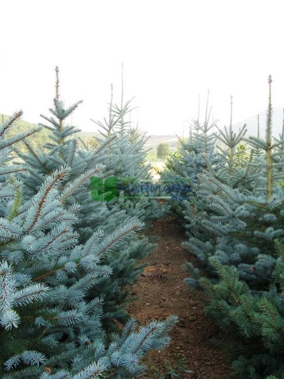 Colorado Spruce, Blue Spruce Glauca - Picea pungens glauca (PINACEAE) - SMS  Marmara Group