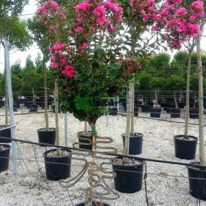 oya ağacı bonsai özel fromlu, ispanyol leylağı, hint leylağı, amerikan oya, çin oya - Lagerstroemia indica special shaped (LYTHRACEAE)