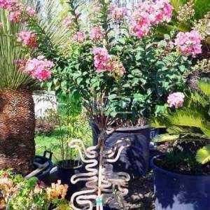 oya ağacı bonsai özel fromlu, ispanyol leylağı, hint leylağı, amerikan oya, çin oya - Lagerstroemia indica special shaped (LYTHRACEAE)