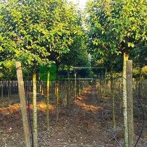 Japon Kurtbağrı - Ligustrum japonicum (OLEACEAE)