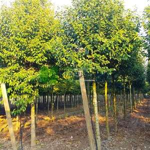 Japon Kurtbağrı - Ligustrum japonicum (OLEACEAE)