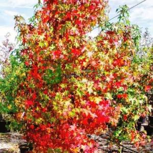 Amerikan küre çiçekli gün sığlası, Kızaran Amber ağacı - Liquidambar styraciflua pyramidale (ALTINGIACEAE)