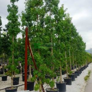 Amerikan küre çiçekli gün sığlası, Kızaran Amber ağacı - Liquidambar styraciflua pyramidale (ALTINGIACEAE)