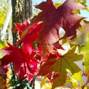 Amerikan küre çiçekli gün sığlası, Kızaran Amber ağacı - Liquidambar styraciflua pyramidale (ALTINGIACEAE)