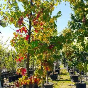 Amerikan küre çiçekli gün sığlası, Kızaran Amber ağacı - Liquidambar styraciflua pyramidale (ALTINGIACEAE)