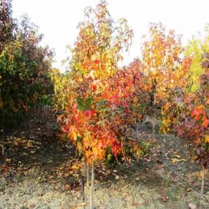 Amerikan küre çiçekli gün sığlası, Kızaran Amber ağacı - Liquidambar styraciflua pyramidale (ALTINGIACEAE)