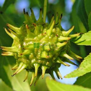 Amerikan küre çiçekli gün sığlası, Kızaran Amber ağacı - Liquidambar styraciflua pyramidale (ALTINGIACEAE)