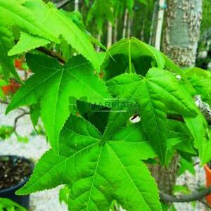 Amerikan küre çiçekli gün sığlası, Kızaran Amber ağacı - Liquidambar styraciflua pyramidale (ALTINGIACEAE)