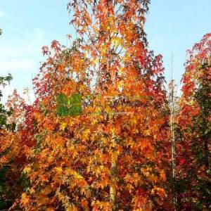 Amerikan küre çiçekli gün sığlası, Kızaran Amber ağacı - Liquidambar styraciflua pyramidale (ALTINGIACEAE)