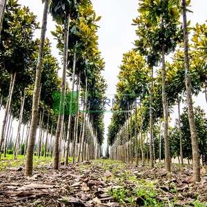 Yaprak dökmeyen beyaz çiçekli manolya ağacı, Herdaim yeşil manolya - Magnolia grandiflora gallisoniensis tige (MAGNOLIACEAE)