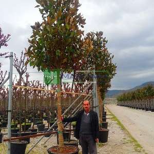 Yaprak dökmeyen beyaz çiçekli manolya ağacı, Herdaim yeşil manolya - Magnolia grandiflora gallisoniensis tige (MAGNOLIACEAE)