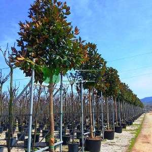 Yaprak dökmeyen beyaz çiçekli manolya ağacı, Herdaim yeşil manolya - Magnolia grandiflora gallisoniensis tige (MAGNOLIACEAE)