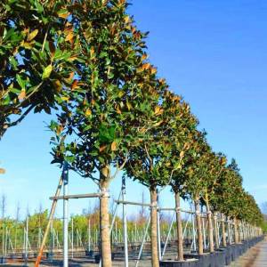 Yaprak dökmeyen beyaz çiçekli manolya ağacı, Herdaim yeşil manolya - Magnolia grandiflora gallisoniensis tige (MAGNOLIACEAE)