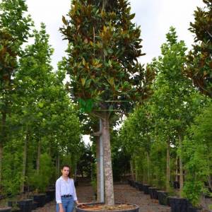 Yaprak dökmeyen beyaz çiçekli manolya ağacı, Herdaim yeşil manolya - Magnolia grandiflora gallisoniensis tige (MAGNOLIACEAE)