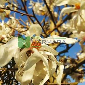 Yıldız çiçekli saray manolyası, Yaprak döken manolya,japon manolyası,İlkbahar manolyası - Magnolia stellata tige (MAGNOLIACEAE)