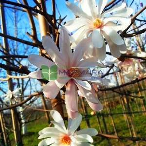 Yıldız çiçekli saray manolyası, Yaprak döken manolya,japon manolyası,İlkbahar manolyası - Magnolia stellata tige (MAGNOLIACEAE)