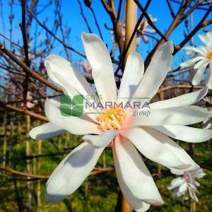 Yıldız çiçekli saray manolyası, Yaprak döken manolya,japon manolyası,İlkbahar manolyası - Magnolia stellata tige (MAGNOLIACEAE)