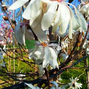 Yıldız çiçekli saray manolyası, Yaprak döken manolya,japon manolyası,İlkbahar manolyası - Magnolia stellata tige (MAGNOLIACEAE)