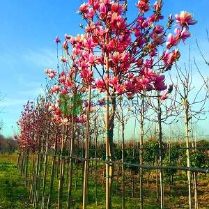 Saucer Magnolia, Tulip Tree 'Lennei'