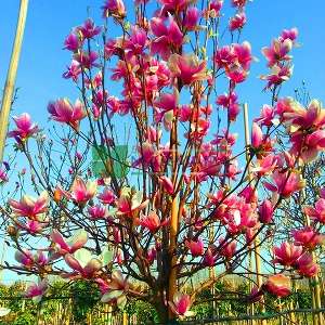 Aşılı saray manolyası ağacı, Yaprak döken manolya - Magnolia x lennei tige (MAGNOLIACEAE)