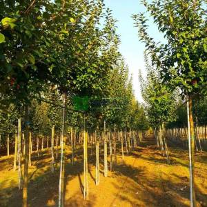 Japon süs elması, Çiçek elması, yengeç elması - Malus evereste (ROSACEAE)