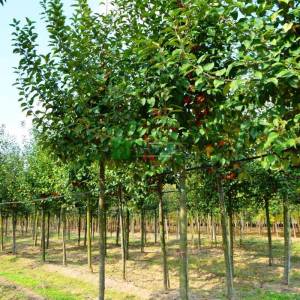 Japon süs elması, Çiçek elması, yengeç elması - Malus evereste (ROSACEAE)