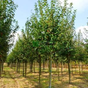 Japon süs elması, Çiçek elması, yengeç elması - Malus evereste (ROSACEAE)