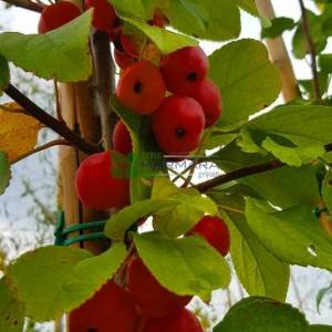 Japon süs elması, Çiçek elması, yengeç elması - Malus evereste (ROSACEAE)