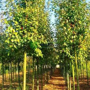 Japon süs elması, Çiçek elması, yengeç elması - Malus evereste (ROSACEAE)