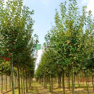 Japon süs elması, Çiçek elması, yengeç elması - Malus evereste (ROSACEAE)