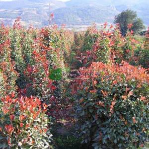 Beyaz çiçekli kızaran top formlu alev çalısı, Alev ağacı, Ateş ağacı - Photinia fraseri red robin ball (ROSACEAE)