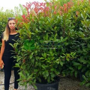 Beyaz çiçekli kızaran top formlu alev çalısı, Alev ağacı, Ateş ağacı - Photinia fraseri red robin ball (ROSACEAE)