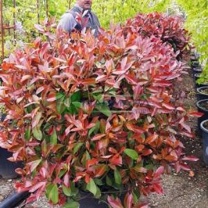 Beyaz çiçekli kızaran top formlu alev çalısı, Alev ağacı, Ateş ağacı - Photinia fraseri red robin ball (ROSACEAE)