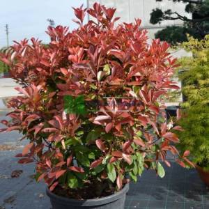 Beyaz çiçekli kızaran top formlu alev çalısı, Alev ağacı, Ateş ağacı - Photinia fraseri red robin ball (ROSACEAE)