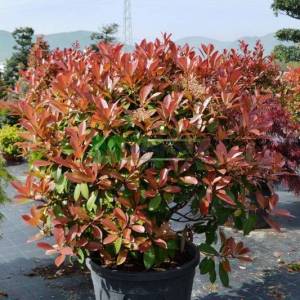 Beyaz çiçekli kızaran top formlu alev çalısı, Alev ağacı, Ateş ağacı - Photinia fraseri red robin ball (ROSACEAE)