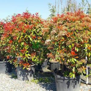 Beyaz çiçekli kızaran top formlu alev çalısı, Alev ağacı, Ateş ağacı - Photinia fraseri red robin ball (ROSACEAE)