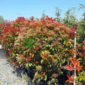 Beyaz çiçekli kızaran top formlu alev çalısı, Alev ağacı, Ateş ağacı - Photinia fraseri red robin ball (ROSACEAE)