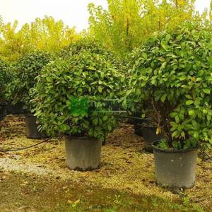 Beyaz çiçekli kızaran top formlu alev çalısı, Alev ağacı, Ateş ağacı - Photinia fraseri red robin ball (ROSACEAE)