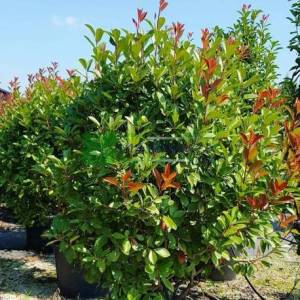 Beyaz çiçekli kızaran top formlu alev çalısı, Alev ağacı, Ateş ağacı - Photinia fraseri red robin ball (ROSACEAE)