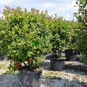 Beyaz çiçekli kızaran top formlu alev çalısı, Alev ağacı, Ateş ağacı - Photinia fraseri red robin ball (ROSACEAE)