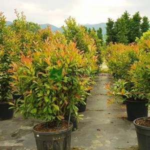 Beyaz çiçekli kızaran top formlu alev çalısı, Alev ağacı, Ateş ağacı - Photinia fraseri red robin ball (ROSACEAE)