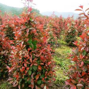 Beyaz çiçekli kızaran piramit formlu alev çalısı, Alev ağacı, Ateş ağacı - Photinia fraseri red robin pyramidale (ROSACEAE)