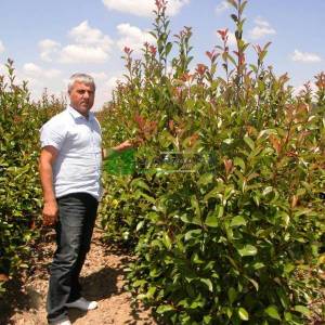 Beyaz çiçekli kızaran piramit formlu alev çalısı, Alev ağacı, Ateş ağacı - Photinia fraseri red robin pyramidale (ROSACEAE)