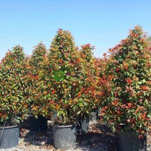 Beyaz çiçekli kızaran piramit formlu alev çalısı, Alev ağacı, Ateş ağacı - Photinia fraseri red robin pyramidale (ROSACEAE)