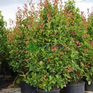 Beyaz çiçekli kızaran piramit formlu alev çalısı, Alev ağacı, Ateş ağacı - Photinia fraseri red robin pyramidale (ROSACEAE)