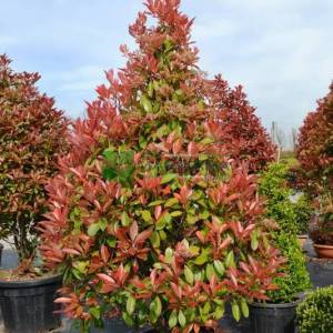 Beyaz çiçekli kızaran piramit formlu alev çalısı, Alev ağacı, Ateş ağacı - Photinia fraseri red robin pyramidale (ROSACEAE)