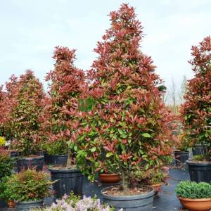 Beyaz çiçekli kızaran piramit formlu alev çalısı, Alev ağacı, Ateş ağacı - Photinia fraseri red robin pyramidale (ROSACEAE)