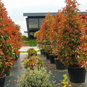 Beyaz çiçekli kızaran piramit formlu alev çalısı, Alev ağacı, Ateş ağacı - Photinia fraseri red robin pyramidale (ROSACEAE)