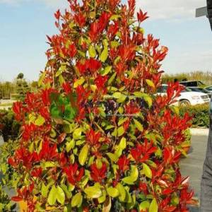 Beyaz çiçekli kızaran piramit formlu alev çalısı, Alev ağacı, Ateş ağacı - Photinia fraseri red robin pyramidale (ROSACEAE)