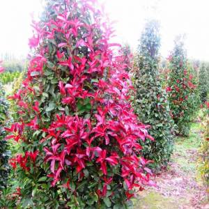 Beyaz çiçekli kızaran piramit formlu alev çalısı, Alev ağacı, Ateş ağacı - Photinia fraseri red robin pyramidale (ROSACEAE)